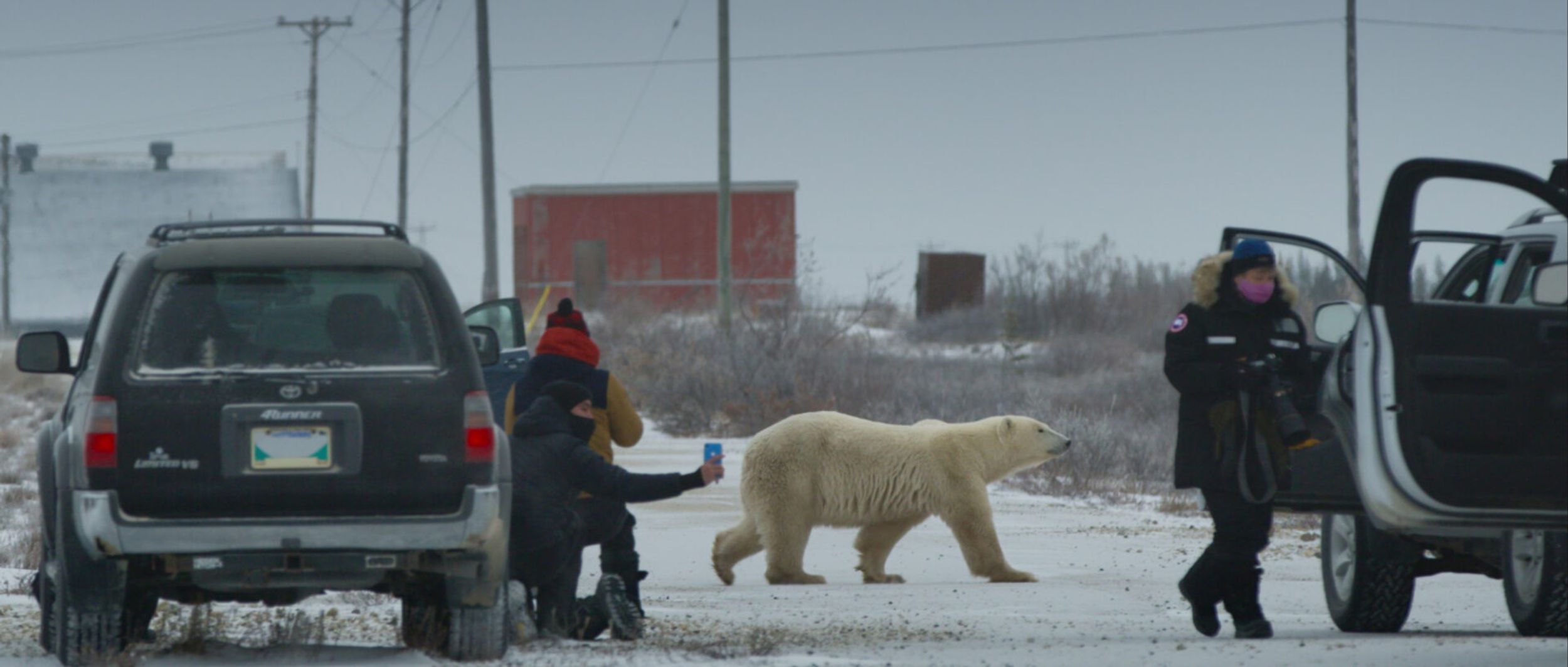 Nuisance Bear